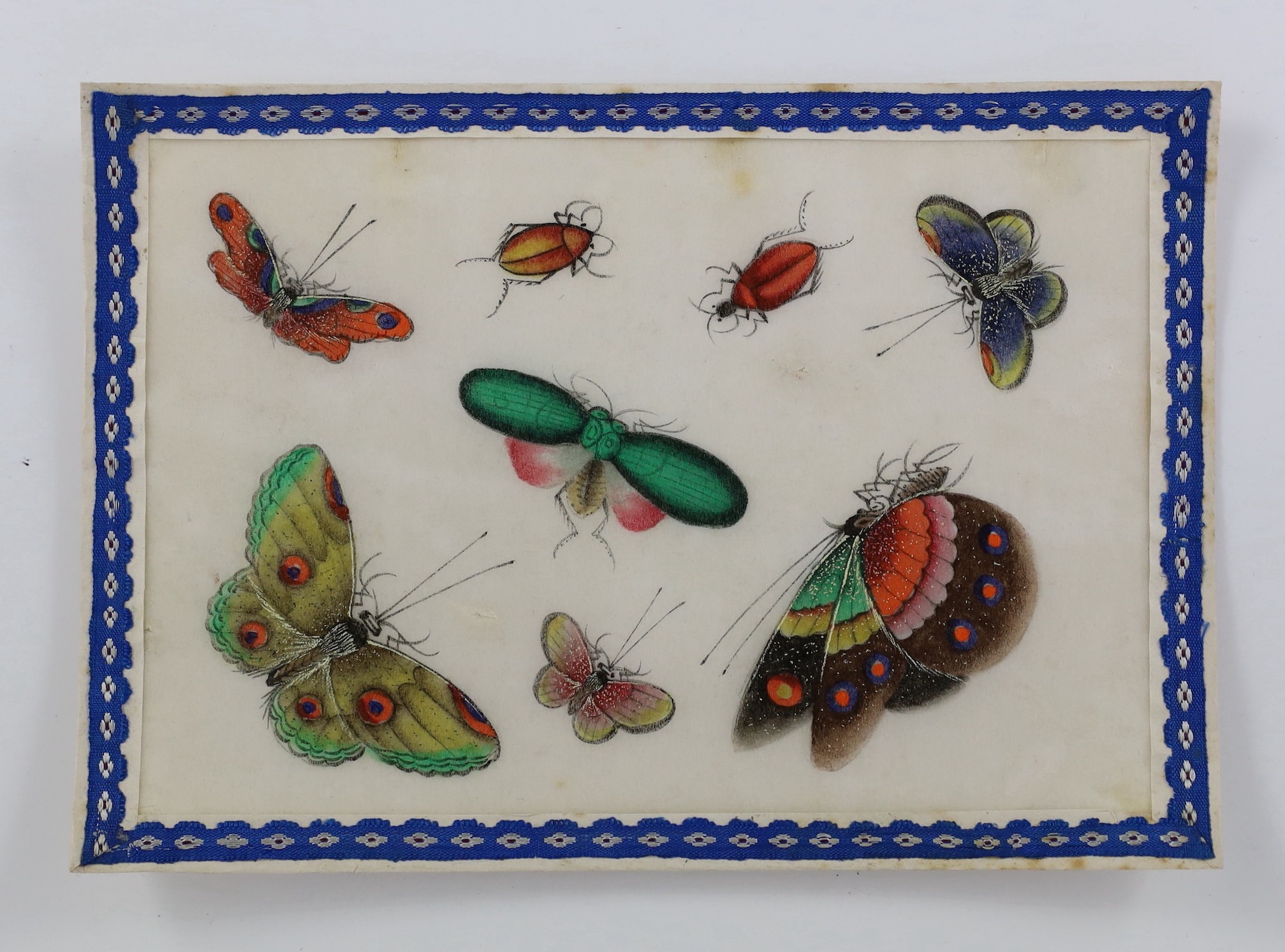 A set of twelve Chinese pith paintings of butterflies and insects, mid 19th century, total size 18cm x 12.2cm, small holes to paper